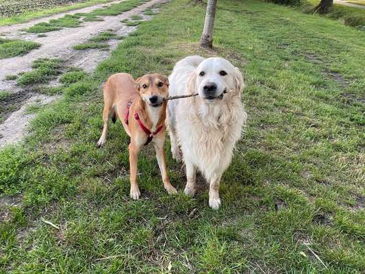 Hunde aus Griechenland-Beitrag-Bild