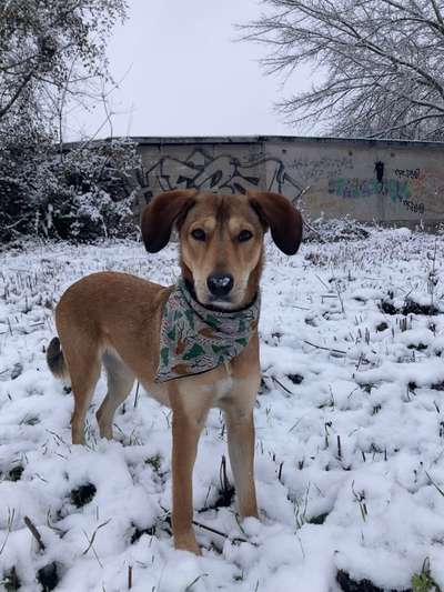 Hunde aus Griechenland-Beitrag-Bild