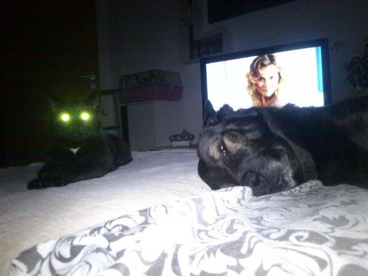 Lustigsten Grimassen von euren Hunden-Beitrag-Bild