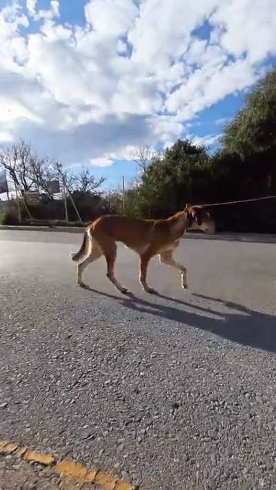 Windhunde - Treffen der besonderen Schönheiten
HERZLICH WILLKOMMEN-Beitrag-Bild