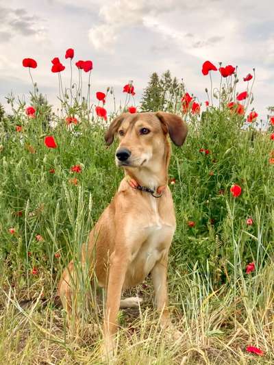 Hunde aus Griechenland-Beitrag-Bild