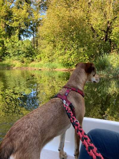 Die wunderschöne Welt mit Hund.-Beitrag-Bild