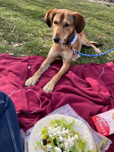 Hunde aus Griechenland-Beitrag-Bild