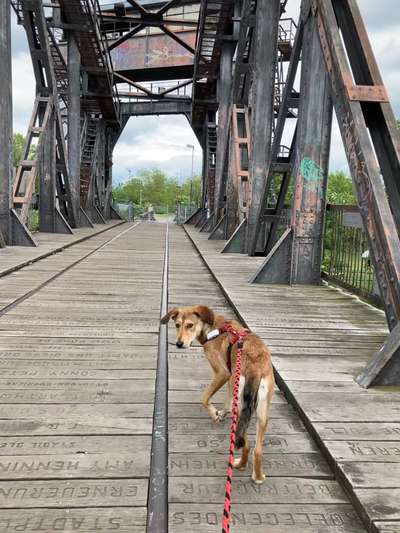 Windhunde - Treffen der besonderen Schönheiten
HERZLICH WILLKOMMEN-Beitrag-Bild