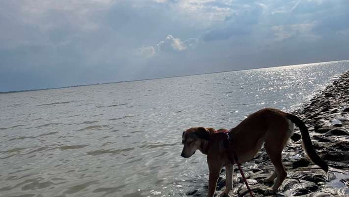 Die wunderschöne Welt mit Hund.-Beitrag-Bild