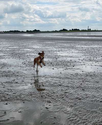 Die wunderschöne Welt mit Hund.-Beitrag-Bild