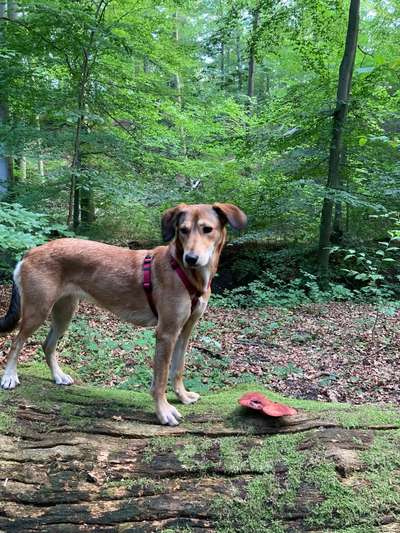 Hunde aus Griechenland-Beitrag-Bild