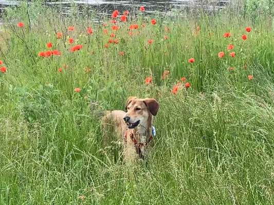 Die wunderschöne Welt mit Hund.-Beitrag-Bild