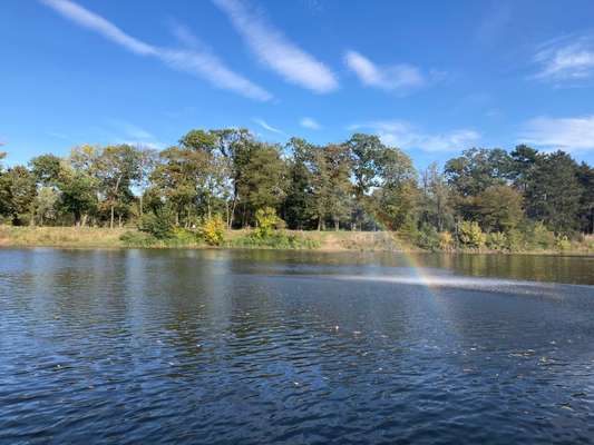 Die wunderschöne Welt mit Hund.-Beitrag-Bild