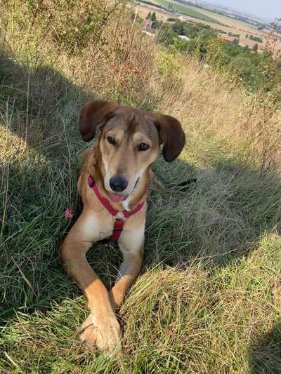 Hunde aus Griechenland-Beitrag-Bild