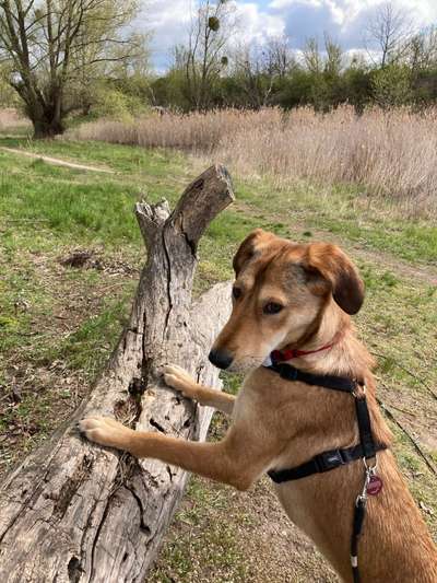 Windhunde - Treffen der besonderen Schönheiten
HERZLICH WILLKOMMEN-Beitrag-Bild