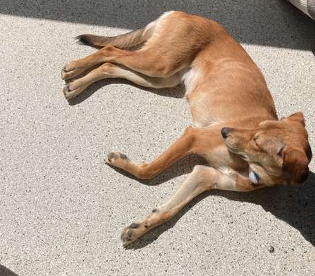 Hunde aus Griechenland-Beitrag-Bild