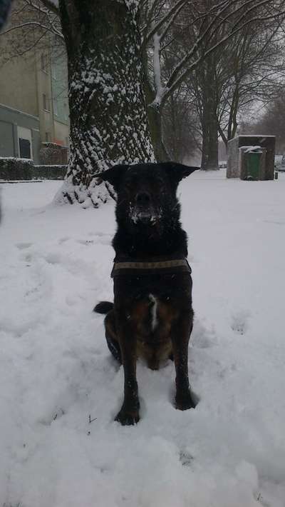 Rottweiler/-Mischlinge-Beitrag-Bild