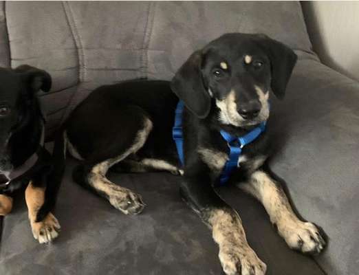 Hunde aus Griechenland-Beitrag-Bild