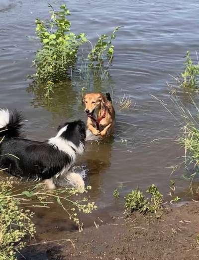 Hunde aus Griechenland-Beitrag-Bild