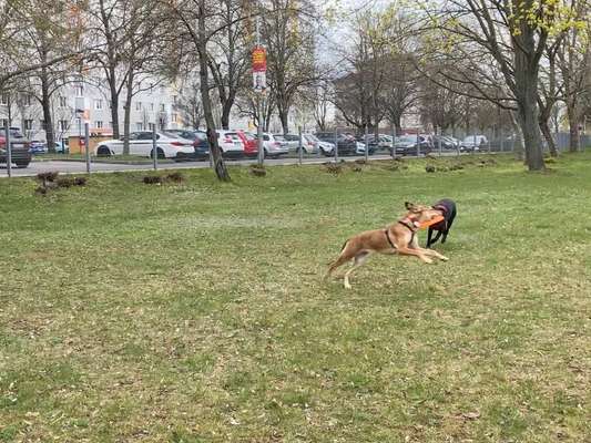 Windhunde - Treffen der besonderen Schönheiten
HERZLICH WILLKOMMEN-Beitrag-Bild