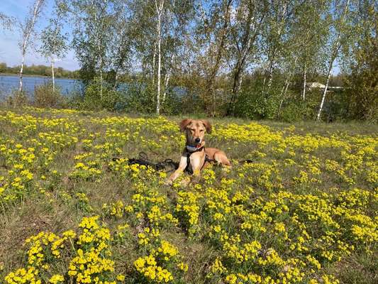 Die Dogorama Monats Challenge "Es grünt und blüht"-Beitrag-Bild