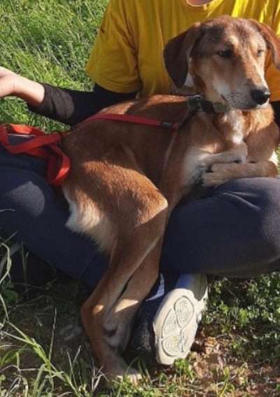 Seltene Rassen!-Beitrag-Bild