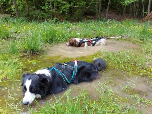 zeigt eure Hunde mit Ihren Frühlingsgefühlen:)-Beitrag-Bild