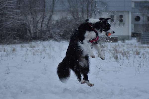 Hundemodel-Beitrag-Bild