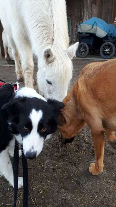 Bester Freund, Hundekumpel - zeigt her!-Beitrag-Bild