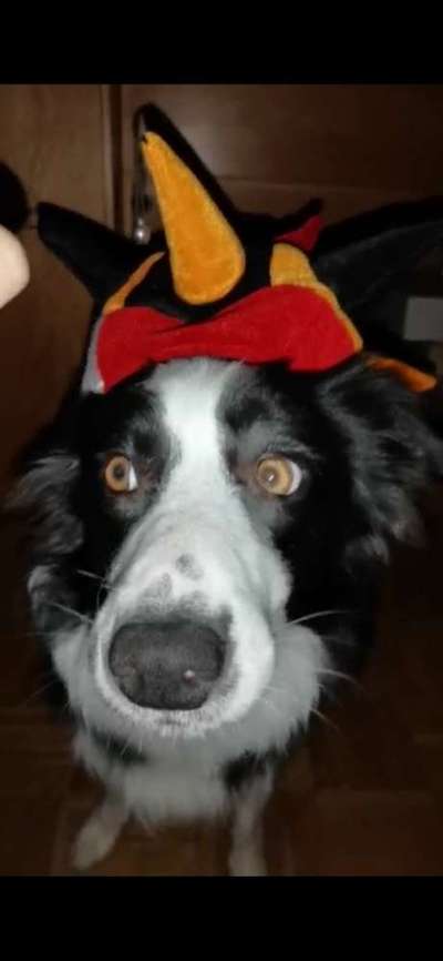 Hier ist der Spaßthread. Zum Schmunzeln und Kaputtlachen-Beitrag-Bild