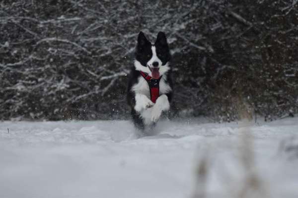 Zeigt die schönsten Schneebilder von eurer Fellnase ❄️-Beitrag-Bild