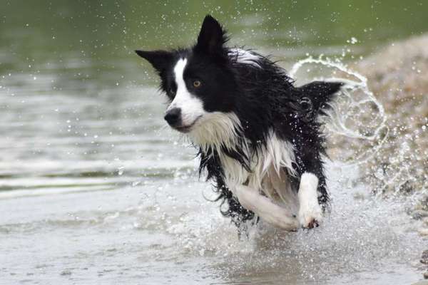 Zeigt mal die schönsten Bilder von euren Hunden !-Beitrag-Bild