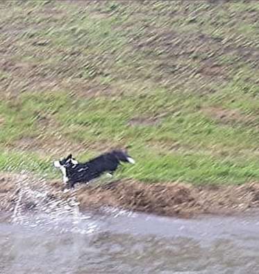 Hund im Regen☔🌬️🌧️-Beitrag-Bild