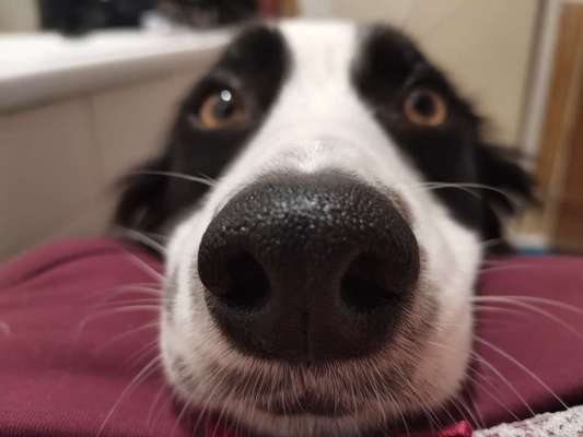 Zeigt her eure Hundenasen-Beitrag-Bild