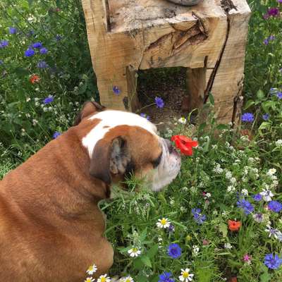 Fotochallenge 78

Es grünt und blüht-Beitrag-Bild