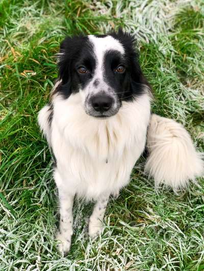 Dogorama Photo Challenge - Hundeblick zum hinschmelzen-Beitrag-Bild