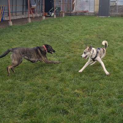 Hundetreffen-Hundespielhalle Puchheim - Gemeinsame Spielrunde-Bild