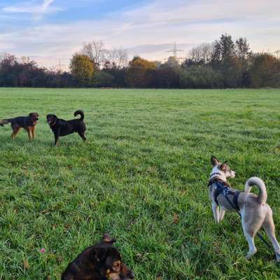 Hundetreffen-Hundespielhalle Puchheim - Gemeinsame Spielrunde-Bild