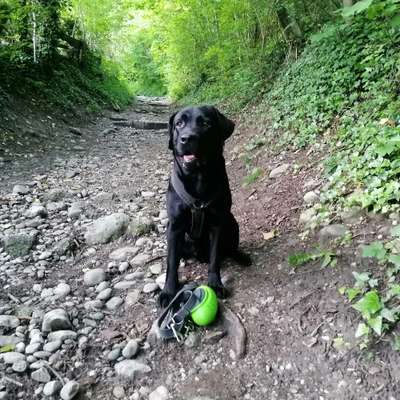 Hundetreffen-Spaziergang in Hötting-Profilbild