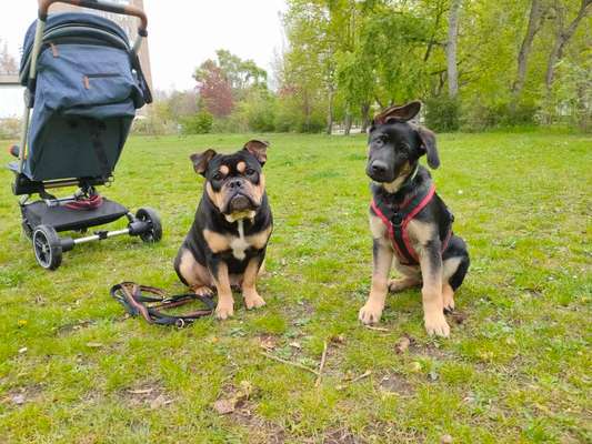 Hundetreffen-Bullytreffen-Bild