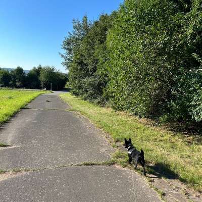 Hundetreffen-Gassirunde zum kennen lernen-Bild