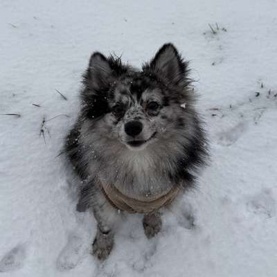 Hundetreffen-Gassi und Spielerunden🐾-Bild