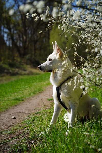 Weißer Schweizer Schäferhund-Beitrag-Bild