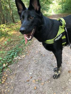 Halsband, Geschirr und Leine-Beitrag-Bild