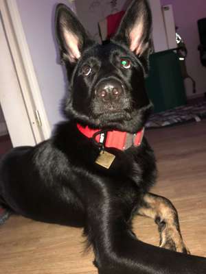 Halsband, Geschirr und Leine-Beitrag-Bild