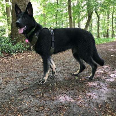 Halsband, Geschirr und Leine-Beitrag-Bild