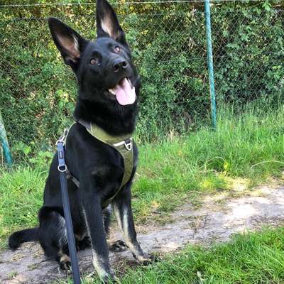 Halsband, Geschirr und Leine-Beitrag-Bild