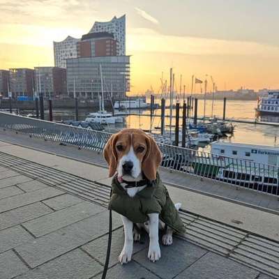 Hundetreffen-Hunde treffen & toben-Bild