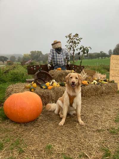 Die Dogorama Kalender Challenge Titelbild-Beitrag-Bild