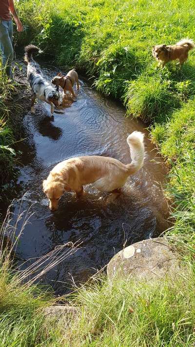 Dogorama-Monats-Challenge-Mai "Wasser"-Beitrag-Bild