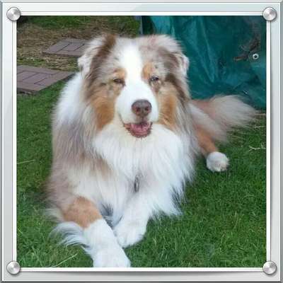 Unsere Fellnasen im Regenbogenland-Beitrag-Bild