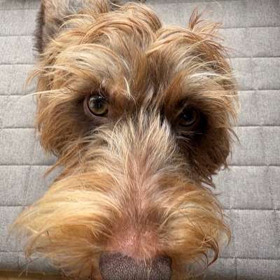 Hundetreffen-Kleinhundespaziergang im Stadtgarten oder auf Monte Schlakko gesucht-Bild