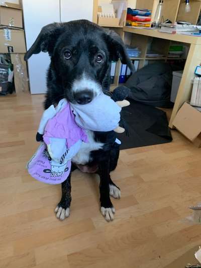 Die Dogorama Kalender Challenge Titelbild-Beitrag-Bild