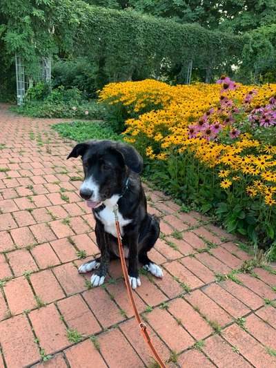 Welche Hunderasse-Beitrag-Bild